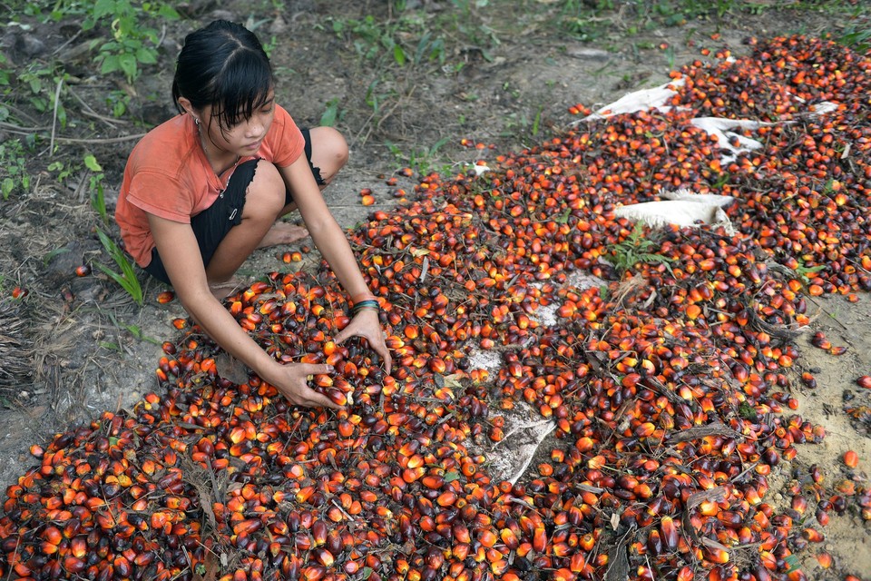 Een meisje aan het werk op een palmolieplantage in Indonesië. 