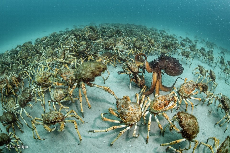 <P>Categorie ongewervelde dieren. De Australische Justin Gilligan trok de foto van een Maori octopus die een van de vele krabben vangt </P>